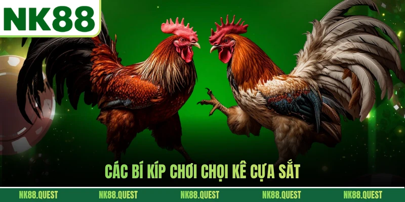 Các bí kíp chơi chọi kê cựa sắt