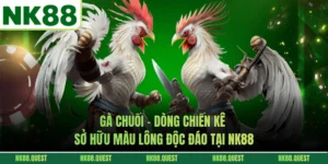 Gà Chuối - Dòng Chiến Kê Sở Hữu Màu Lông Độc Đáo Tại NK88