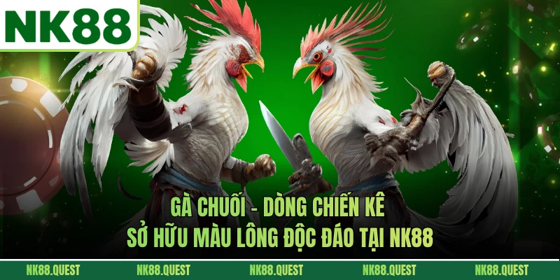 Gà Chuối - Dòng Chiến Kê Sở Hữu Màu Lông Độc Đáo Tại NK88